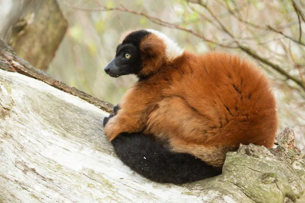 Red-bellied Lemur (Eulemur rubriventer) — Stock Photo, Image