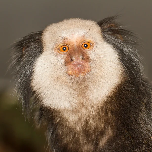 簇绒耳狨猴 — 图库照片