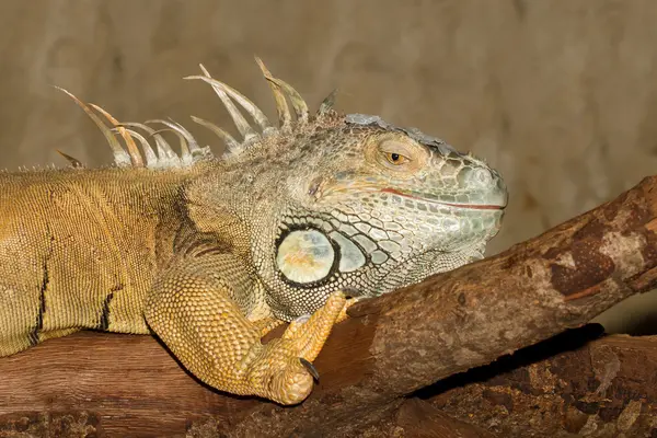 stock image A green iguana