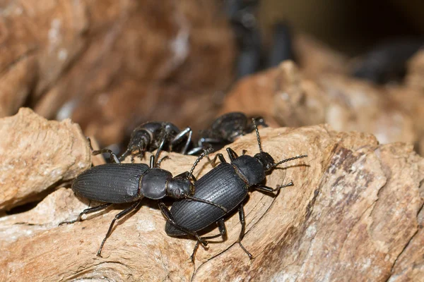 配对大黑甲虫 — 图库照片