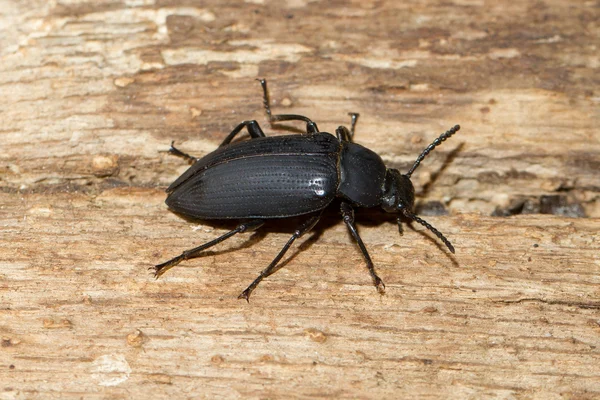 Un grosso scarabeo nero — Foto Stock