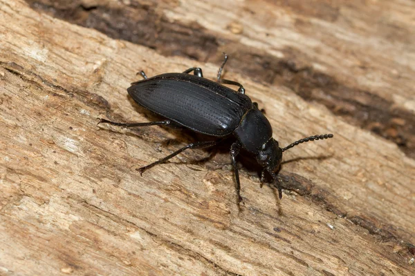 Великий чорний жук — стокове фото