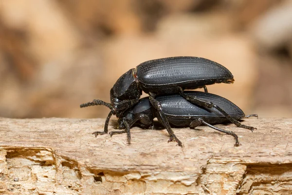 Pairing large black beetles — Stock Photo, Image