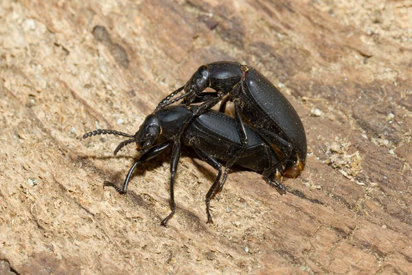 Pairing large black beetles — Stock Photo, Image