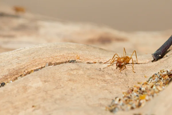 Una formica tagliafoglie — Foto Stock
