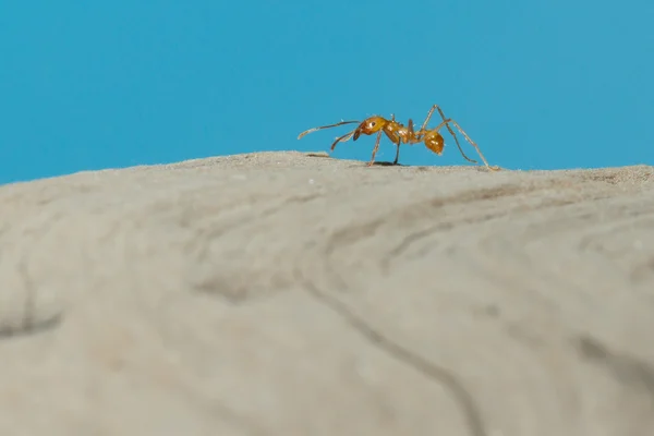 Ett blad cutter ant — Stockfoto