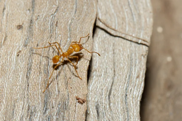 Una hormiga cortadora de hojas —  Fotos de Stock