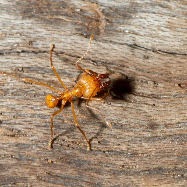一叶刀蚂蚁 — 图库照片