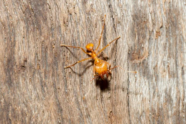 Uma formiga cortadora de folhas — Fotografia de Stock