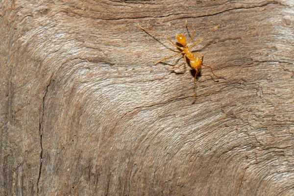 Une fourmi coupeuse de feuilles — Photo