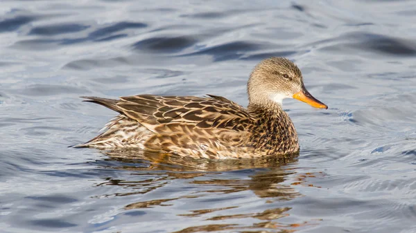 Un Gadwall (hembra ) — Foto de Stock