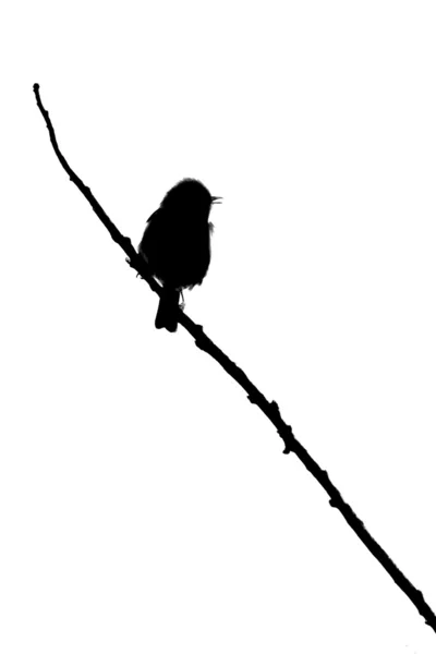 A small bird on a twig — Stock Photo, Image