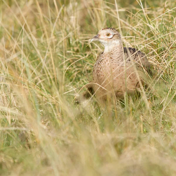 Обыкновенный фазан — стоковое фото