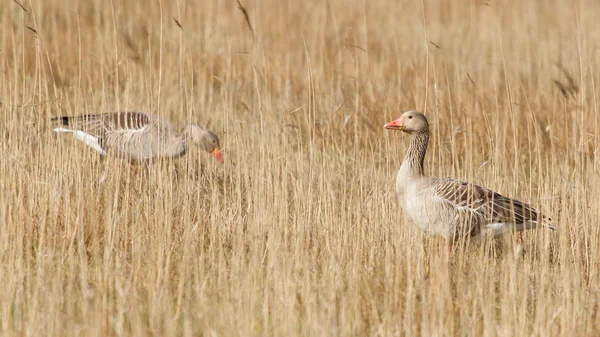 A greylag goose — Stock Photo, Image