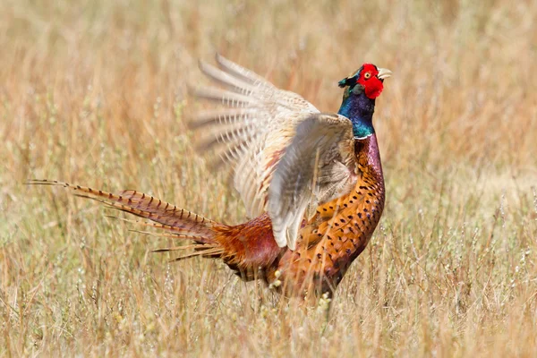 A common Pheasant — Stock Photo, Image