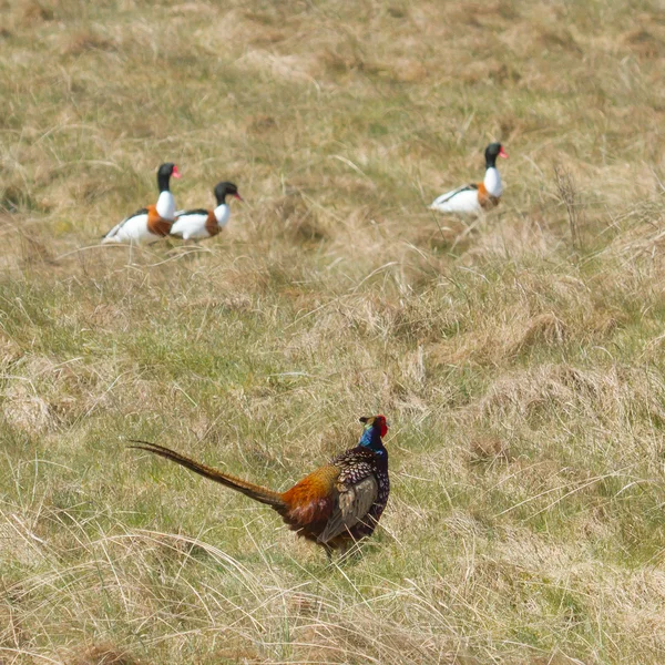 A pheasant with shelducks — Stock Photo, Image