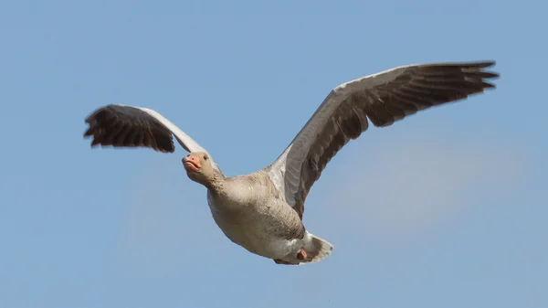 Um ganso grisalho em voo — Fotografia de Stock