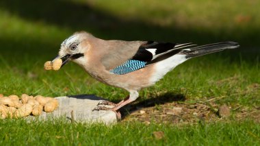 Jay kuş (Garrulus glandarius)