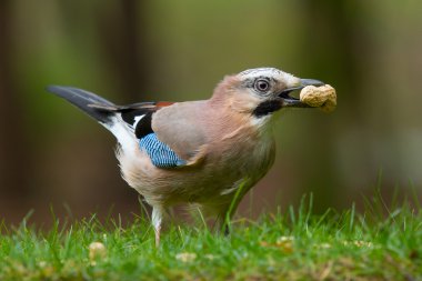 Jay kuş (Garrulus glandarius)