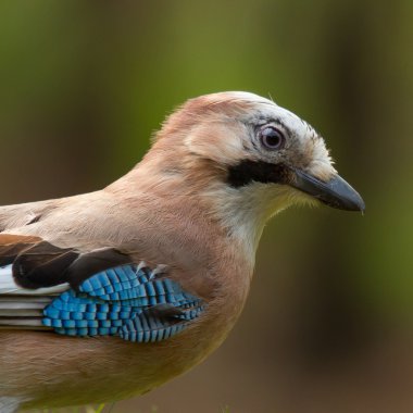 A Jay bird (Garrulus glandarius) clipart