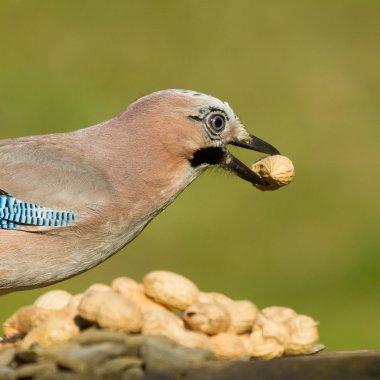 Jay kuş (Garrulus glandarius)