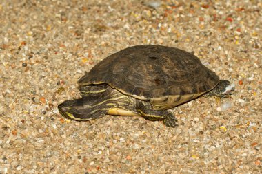 Avrupa su birikintisi terrapin