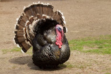 A large turkey clipart