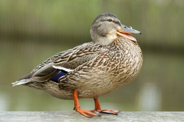 Mallard ayakta