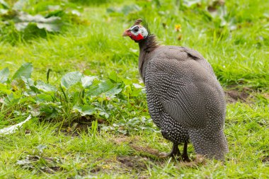 Helmeted Guinea Hen Bird clipart