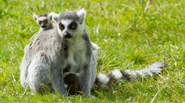 Ring-Tailed Maki