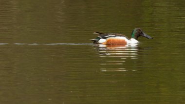 Northern Shoveler in the water clipart