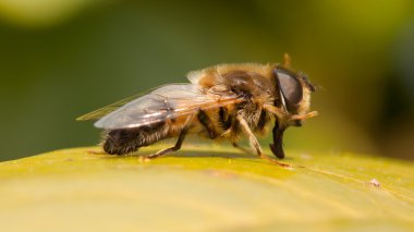 Yaprağın üzerindeki arı