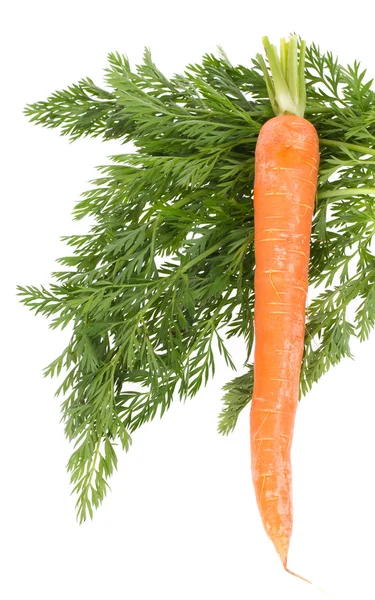 Una carota — Foto Stock