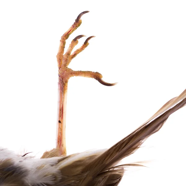 Ölü şarkı ardıç kuşu — Stok fotoğraf