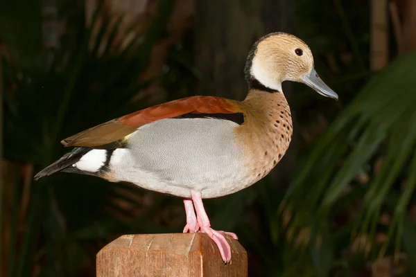 Um pato tropical colorido — Fotografia de Stock