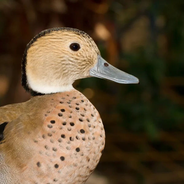Eine bunte tropische Ente — Stockfoto