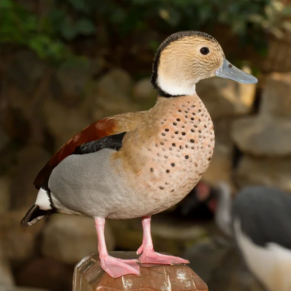 Un canard tropical coloré — Photo