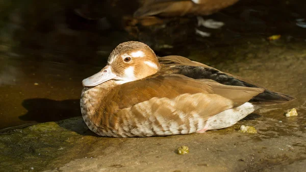 Renkli tropikal ördek — Stok fotoğraf