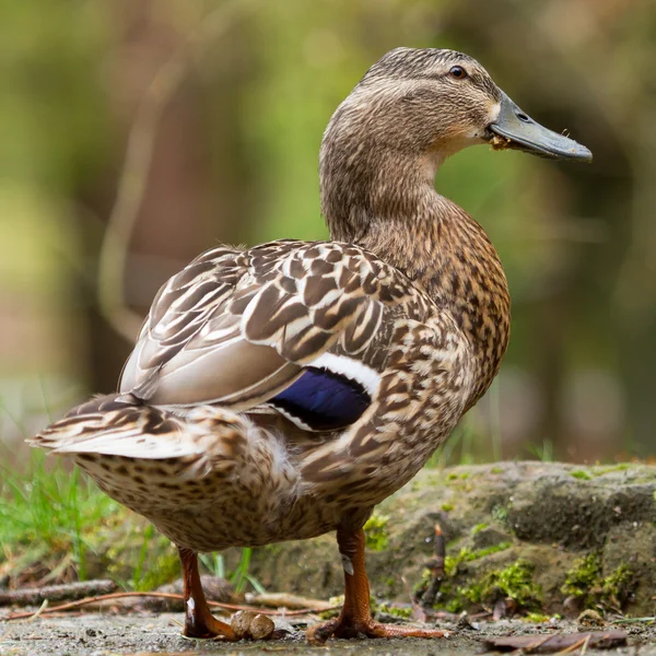 Um pato selvagem (mallard, fêmea ) — Fotografia de Stock