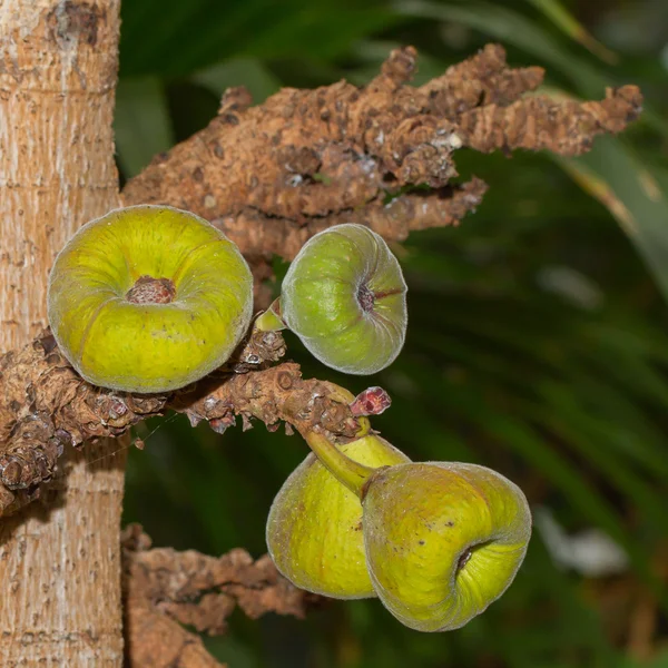 Figos verdes — Fotografia de Stock