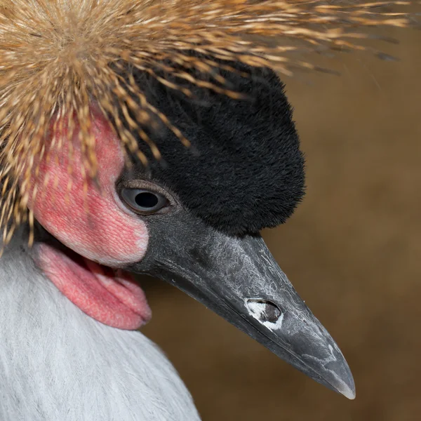 A crowned crane — Stock Photo, Image