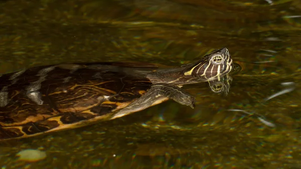 Eine europäische Teichschildkröte — Stockfoto