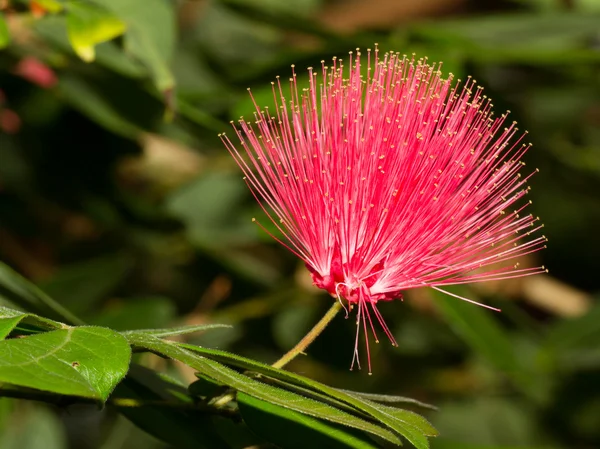 Ağacın Pembe çiçek — Stok fotoğraf