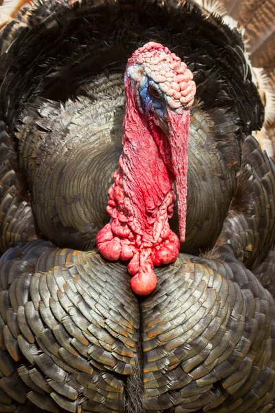 stock image A large turkey