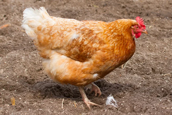 Uma galinha em um campo arenoso — Fotografia de Stock