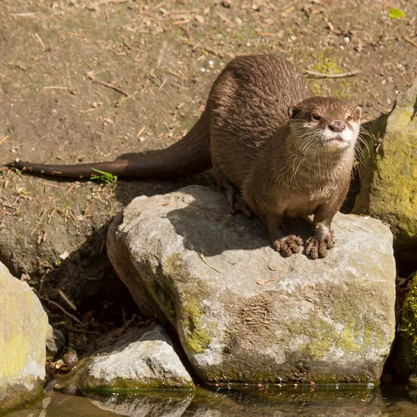 stock image A wet otter
