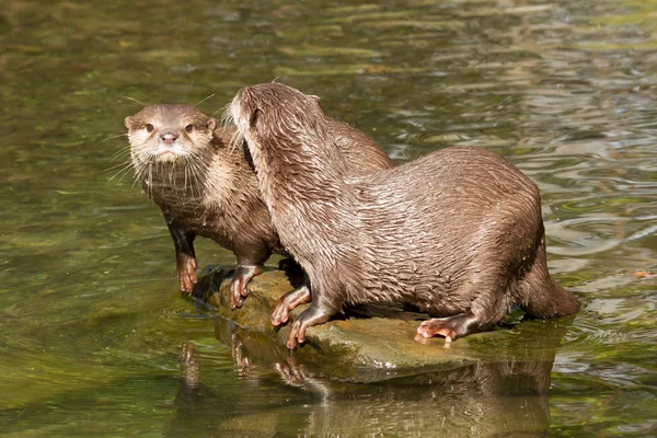 Two wet otters — Stock Photo, Image