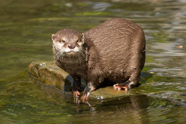 Een natte otter — Stockfoto