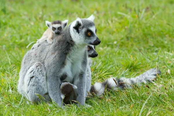 Ogoniasty lemur — Zdjęcie stockowe