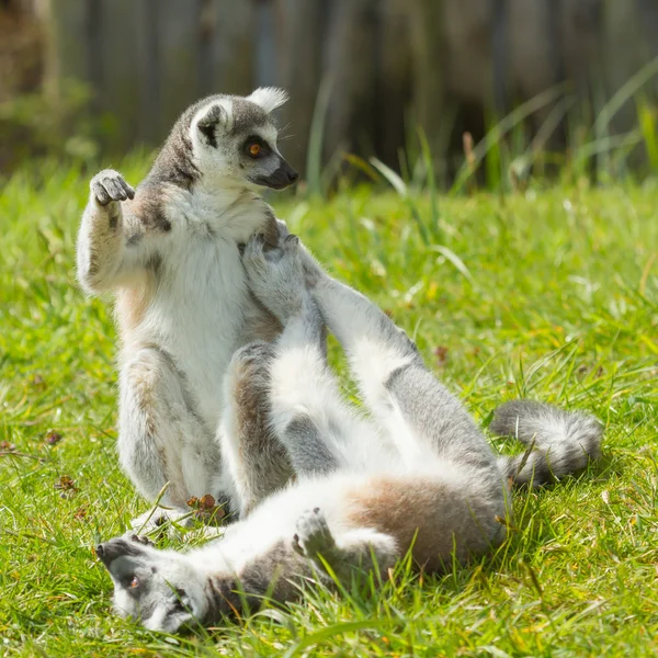 Ogoniasty lemur gra — Zdjęcie stockowe